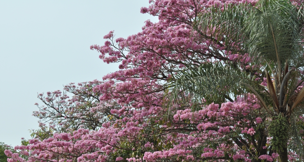 16 - Imagens do CEU.jpg